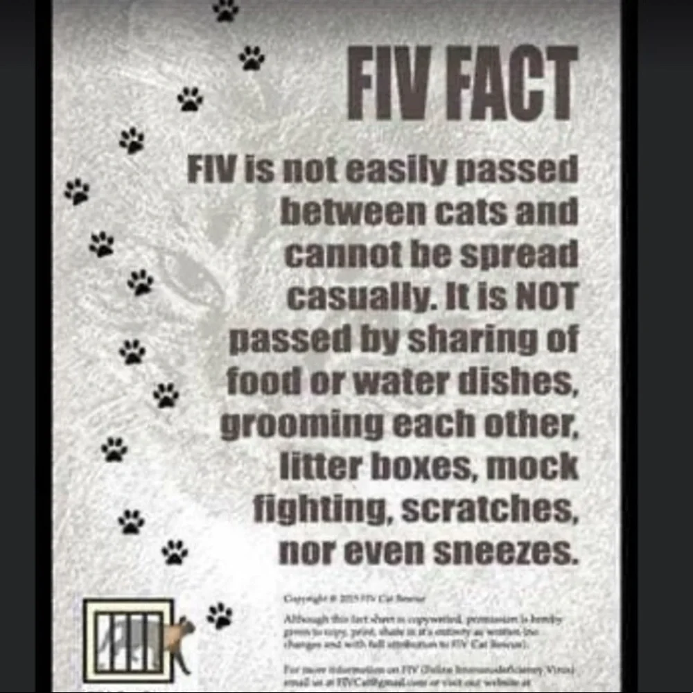 Free kittens are subject to neglect and abuse and much worse!